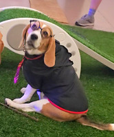 Meraki Paws N Play Halloween 2025